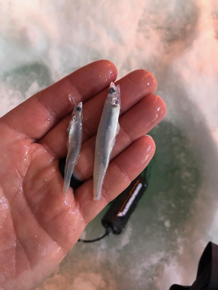 How To Catch Lake Trout Through the Ice Northern Ontario Travel